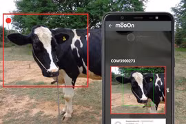 Một hệ thống nhận dạng khuôn mặt cho bò chỉ là một trong những ý tưởng đang được thử nghiệm trong ngành công nghiệp công nghệ nông nghiệp đang bùng nổ ở Ấn Độ.