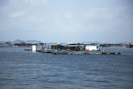 [Mega Story] Nuôi biển để phát triển bền vững nghề cá Việt Nam