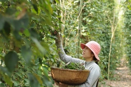 Thu hoạch hồ tiêu. (Ảnh: An Hiếu/TTXVN)