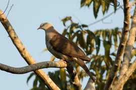 Chim Gầm Ghì lưng nâu quý hiếm. (Nguồn: birdwatchingvietnam.net)