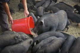 Tổng số đàn lợn bản địa nuôi tại các hộ trên địa bàn xóm Ngù xã Hiền Lương, Đà Bắc khoảng hơn 800 con đang đối mặt với nguy cơ bị nhiễm dịch tả lợn châu Phi. (Ảnh: Trọng Đạt/TTXVN)