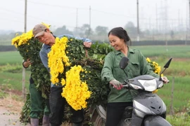 Làng hoa Tây Tựu "hối hả" chuẩn bị phục vụ Tết Canh Tý