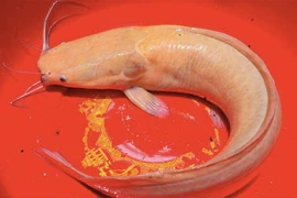 Kiên Giang khôi phục nguồn lợi cá đồng vùng U Minh Thượng