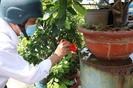 Cán bộ y tế phường Tân Quý, quận Tân Phú, Thành phố Hồ Chí Minh kiểm tra lăng quăng tại khu dân cư. (Ảnh: Đinh Hằng/TTXVN) 
