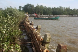 Đê biển Đông và Tây ở Cà Mau bị sạt lở nghiêm trọng
