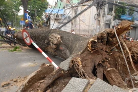 TP.HCM: Cây xanh bật gốc vì mưa to khiến giao thông ùn tắc
