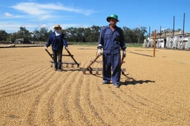 Hoạt động bán ra càphê ở Việt Nam có thể bị chậm lại
