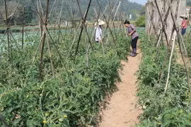 (Ảnh minh họa: Anh Tuấn/TTXVN)