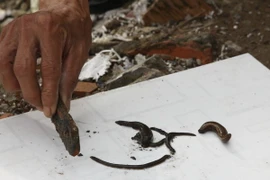 (Ảnh minh họa: Phương Vy/TTXVN)