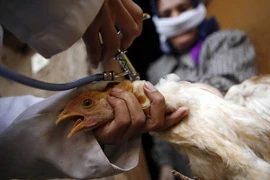 Ai Cập tiếp tục có thêm ca tử vong liên quan đến cúm gia cầm