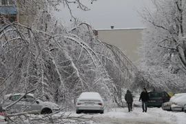 Cây cối bị đốn gẫy do bão tuyết tại thủ đô Ljubljana, Slovenia. (Nguồn: THX-TTXVN)