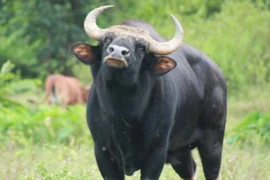 Một cá thể bò tót của Việt Nam. Ảnh minh họa. (Nguồn: Công Thử/TTXVN)