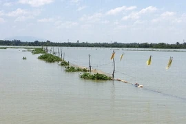 Diện tích nuôi thủy sản chất lượng cao ở Cần Thơ tăng gấp đôi