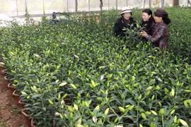 Lâm Đồng sẽ cung cấp trên 20 triệu cành hoa lyly cho Tết Ất Mùi