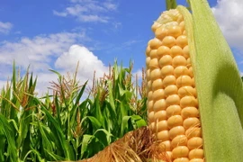 Khủng hoảng lương thực do nhu cầu dùng ngũ cốc chế biến nhiên liệu 