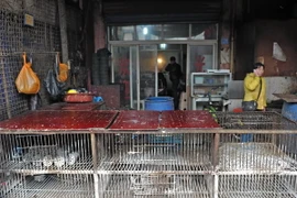 Sau hai tuần đóng cửa do lo ngại cúm gia cầm, các chợ gia cầm ở Quảng Châu đã mở cửa trở lại. (Nguồn: THX-TTXVN)