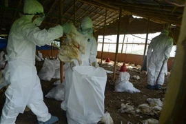 Ảnh minh họa. (Nguồn: AFP-TTXVN)