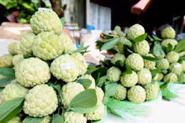 Quả na Chi Lăng có mẫu mã đẹp, quả to đều, tròn căng, vỏ bóng, cùi dày, ít hạt và có vị ngọt sắc. (Ảnh: Vũ Sinh/TTXVN)