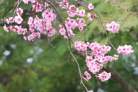 Ngắm nhìn hoa anh đào khoe sắc trong lễ hội hoa tại Australia