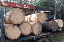 Tang vật gỗ vên vên bị bắt giữ tại hiện trường. (Ảnh: TTXVN phát)