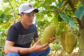 Anh Nguyễn Hữu Khang kiểm tra mít sầu riêng. (Ảnh: Thu Hiền/TTXVN)