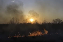 Các đám cháy rừng tại tỉnh Entre Rios, Argentina. (Ảnh: AFP/TTXVN)