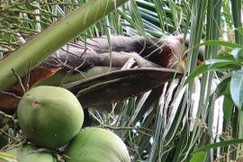 Phú Yên: Voọc chà vá chân xám quý hiếm xuất hiện ở khu dân cư