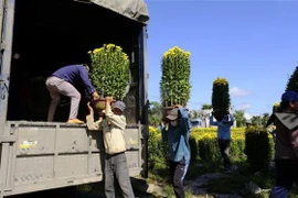 ​Bốc vác hoa lên xe. (Ảnh: Đặng Tuấn/TTXVN)