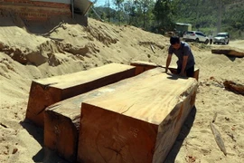 Các hộp gỗ lậu được khai thác, tập kết tại mỏ khai thác cát, sỏi 87 thuộc xã Đăk Pxi, huyện Đăk Hà, tỉnh Kon Tum. (Ảnh: Cao Nguyên/TTXVN)