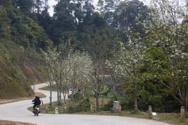 Tổ chức Kỷ lục Việt Nam đã trao bằng chứng nhận Kỷ lục về tuyến đường hoa lê dài nhất Việt Nam cho Ủy ban Nhân dân huyện Na Hang. (Ảnh: Nam Sương/TTXVN)