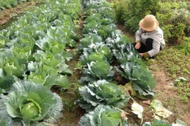 Ảnh minh họa. (Nguồn: Vietnam+)