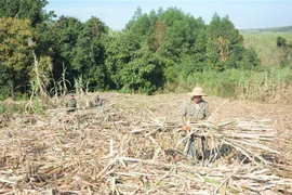 Nông dân huyện M’Đrắk, tỉnh Đắk Lắk hối hả thu hoạch mía. (Ảnh: Tuấn Anh/TTXVN)