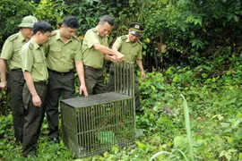 Quảng Ninh: Thả 10 cá thể khỉ về môi trường tự nhiên tại Vân Đồn