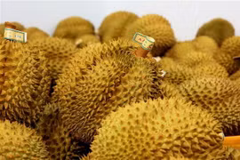Sầu riêng xuất khẩu đi Trung Quốc. (Ảnh: Hồng Đạt/TTXVN)