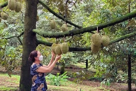 Vườn sầu riêng Ri6 vào vụ thu hoạch. (Ảnh: TTXVN phát)