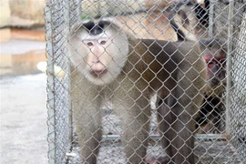 Một cá thể khỉ đuôi lợn. (Nguồn: TTXVN)