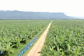 Một vườn chuối của HNG. (Nguồn: Vietnam+)