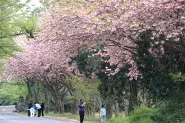 Hoa anh đào nở rộ trên đảo Jeju, Hàn Quốc. (Ảnh: Yonhap/TTXVN)