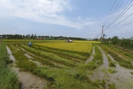 Một số hộ dân tại Kon Tum tranh thủ gặt sớm sau khi bị ảnh hưởng nặng nề từ mưa đá. (Ảnh: Dư Toán/TTXVN)