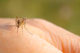 Virus Tây sông Nile ban đầu xuất hiện ở loài chim, sau đó lây sang người qua muỗi. (Nguồn: Raid)