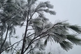 Băng giá phủ trắng đường lên đỉnh Tà Xùa và Tà Chì Nhù, xã Xà Hồ, huyện Trạm Tấu, tỉnh Yên Bái trong ngày 24/1. (Ảnh: TTXVN phát)