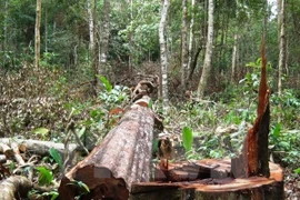 Ảnh minh họa. (Nguồn: TTXVN)