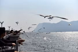 Mỗi dịp Đông về, hải âu đỏ di cư từ miền Bắc lại đến với hồ Điền Trì, tạo ra nét độc đáo, thu hút lượng lớn du khách.