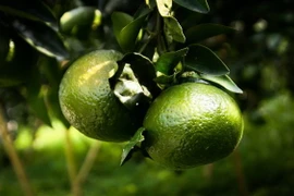 Giá cam sành tại Trà Vinh giảm mạnh, nhà vườn lao đao