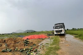  Dưa hấu trái vụ bị hư hại do mưa bão tại xã Phú Cần, huyện Krông Pa, tỉnh Gia Lai. (Ảnh: TTXVN phát)