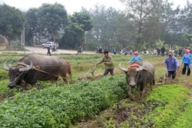Lễ hội Xuân Lào Cai - bản hòa ca của những di sản miền biên viễn