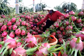 Thu hoạch thanh long ở Long An. (Ảnh: Đình Huệ/TTXVN)