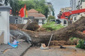 Cây trong trường Trường Trung học cơ sở Trần Văn Ơn (quận 1, Thành phố Hồ Chí Minh) bị đổ ra đường Nguyễn Văn Thủ. (Ảnh: TTXVN phát)