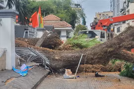 Cây trong trường Trường Trung học cơ sở Trần Văn Ơn (quận 1, Thành phố Hồ Chí Minh) bị đổ ra đường Nguyễn Văn Thủ. (Ảnh: TTXVN phát)