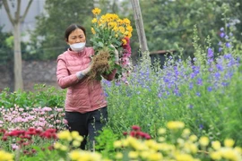 Các sắc màu tại làng hoa Khương Hạ, Hà Nội. (Ảnh: Tuấn Anh/TTXVN)